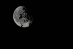 Moonlightcup19