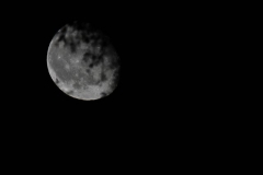 Moonlightcup20